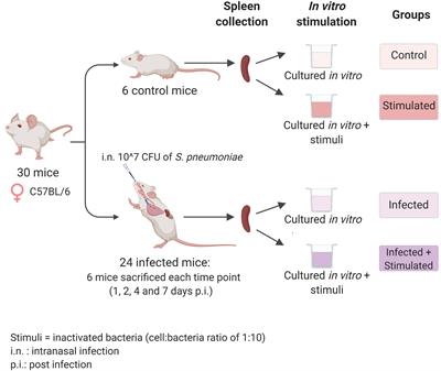 Immune Memory After Respiratory Infection With Streptococcus pneumoniae Is Revealed by in vitro Stimulation of Murine Splenocytes With Inactivated Pneumococcal Whole Cells: Evidence of Early Recall Responses by Transcriptomic Analysis